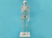 Replica Mini Human Skeleton - 594-10-A7 (Y1LRS)