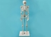 Replica Mini Human Skeleton - 594-10-A7 (L31)