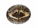 Real Rattlesnake Belt Buckle: Duelling Heads - 598-BB402 (Y1ERJ)