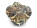 Real Rattlesnake Belt Buckle: Full Head: Assorted - 598-BB415-AS (Y1ERJ)