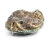 Real Rattlesnake Belt Buckle: Full Head: Assorted - 598-BB415-AS (Y1ERJ)