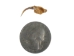 Real #2 Rattlesnake Fang - 598-F2-AS (Y2DC02)