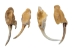 Real #2 Rattlesnake Fang - 598-F2-AS (Y2DC02)