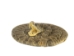 Mounted Real Rattlesnake Coiled: X-Small - 598-M59R (Y1EC01)