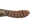 Real Rattlesnake Tail &amp; Rattle - 598-P505 (Y2LC03)