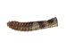 Real Rattlesnake Tail &amp; Rattle - 598-P505 (Y2LC03)