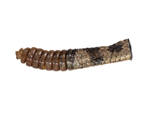 Real Rattlesnake Tail &amp; Rattle 