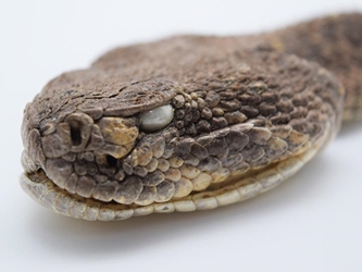 Real Rattlesnake Head: Closed Mouth 