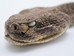 Real Rattlesnake Head: Closed Mouth - 598-P518