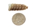 Real Rattlesnake Rattle: #1: Medium - 598-R1-M (Y2JC05)