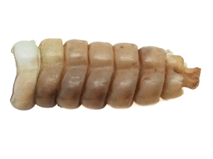 Real Rattlesnake Rattle: #1: Medium 