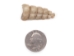 Real Rattlesnake Rattle: #1: Small - 598-R1-S (Y2JC03)