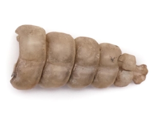 Real Rattlesnake Rattle: #1: Small 
