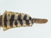 Rattlesnake Skin with Rattle: 61" to 71" including rattle - 598-SKI-UN