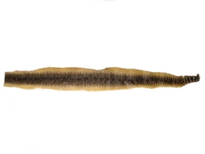 Rattlesnake Skin with Rattle: 61" to 71" including rattle 