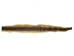 Rattlesnake Skin with Rattle: 61" to 71" including rattle - 598-SKI-UN
