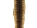 Rattlesnake Skin with Rattle: 48" to 55" including rattle - 598-SKT-UN
