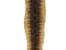 Rattlesnake Skin with Rattle: 48" to 55" including rattle - 598-SKT-UN