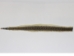 Rattlesnake Skin with Rattle: 43" to 48" including rattle - 598-SKU-UN
