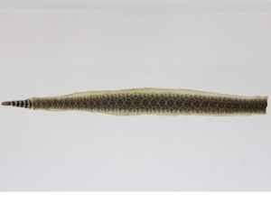 Rattlesnake Skin with Rattle: 43" to 48" including rattle 