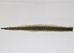 Rattlesnake Skin with Rattle: 43" to 48" including rattle - 598-SKU-UN