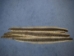 Rattlesnake Skin with No Rattle: 61" to 71" - 598-SRI-AS