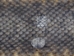 Rattlesnake Skin with No Rattle: 61" to 71" - 598-SRI-AS