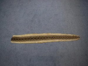 Rattlesnake Skin with No Rattle: 55" to 61" 
