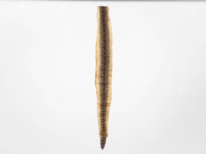 Rattlesnake Skin with No Rattle: 48" to 55" 