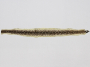 Rattlesnake Skin with No Rattle: 43" to 48" 