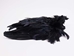 Dyed Ringneck Pheasant Skin: #2: Black - 6-10-2-BK