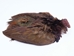 Dyed Ringneck Pheasant Skin: #2: Chocolate Brown - 6-10-2-CB (N5)