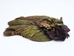 Dyed Ringneck Pheasant Skin: #2: Olive Green - 6-10-2-GR (N5)