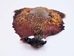 Ringneck Pheasant Skin: #2: Natural Color - 6-10-2-NAT (L11)