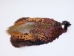 Ringneck Pheasant Skin: #2: Natural Color - 6-10-2-NAT (Y1K)