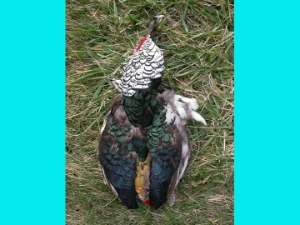 Lady Amherst Pheasant: #1: Natural Color 