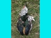 Lady Amherst Pheasant: #1: Natural Color - 6-LP1-NAT (Y1H)
