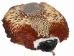 Ringneck Pheasant without Tail: #1: Natural Color - 6-RP1-NAT-NT (Y3J)
