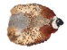 Ringneck Pheasant without Tail: #1: Natural Color - 6-RP1-NAT-NT (Y3J)