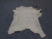 Calf Skin: Assorted - 62-00-AS (Y2ORH)