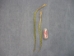 Non-Native Sweetgrass Braid - 63-03-18 (Y3L)