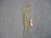 Non-Native Sweetgrass Braid - 63-03-18 (K2)