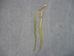 Non-Native Sweetgrass Braid - 63-03-18 (K2)