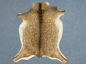 Printed Goat Hide: Medium: Axis Pattern 