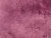 Dyed Icelandic Sheepskin: Shorn: Fuchsia: 90-100cm or 36" to 40" - 7-02FU-AS (Y1E)
