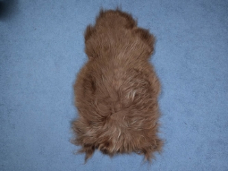 Dyed Icelandic Sheepskin: Nougat: 110-120cm or 44" to 48" 