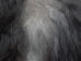 Icelandic Sheepskin: Gray: 90-100cm or 36" to 40" - 7-005-AS (Y1LRW)