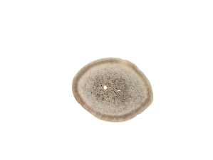Cross-Cut 2-Hole Caribou Antler Button: 1.0-1.5" 