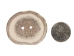 Cross-Cut 2-Hole Caribou Antler Button: 1.5-2.0" - 74-20-1.5 (Y1MC14)