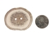 Cross-Cut 2-Hole Caribou Antler Button: 1.5-2.0&quot; - 74-20-1.5 (Y1M)